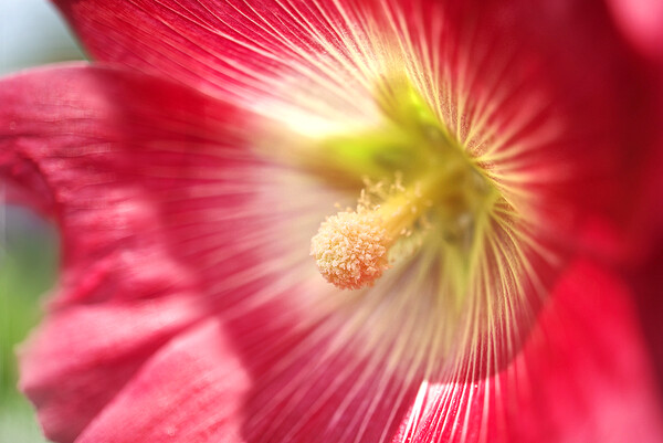 Sunlit Hollyhock Flower Picture Board by Alison Chambers