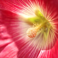 Buy canvas prints of Sunlit Hollyhock Flower by Alison Chambers