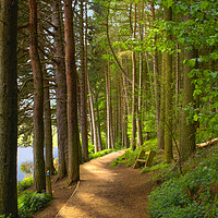 Buy canvas prints of Langsett Reservoir Woods by Alison Chambers
