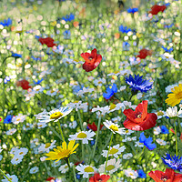 Buy canvas prints of Wildflowers by Alison Chambers