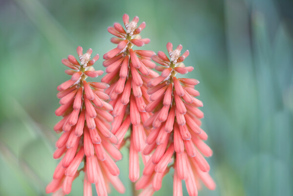 Kniphofia Red Hot Poker Flowers Picture Board by Alison Chambers
