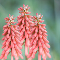 Buy canvas prints of Kniphofia Red Hot Poker Flowers by Alison Chambers