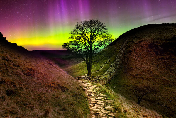 Sycamore Gap Aurora Borealis  Picture Board by Alison Chambers