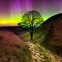 Buy canvas prints of Sycamore Gap Aurora Borealis  by Alison Chambers