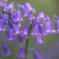 Buy canvas prints of Bluebell Flowers by Alison Chambers