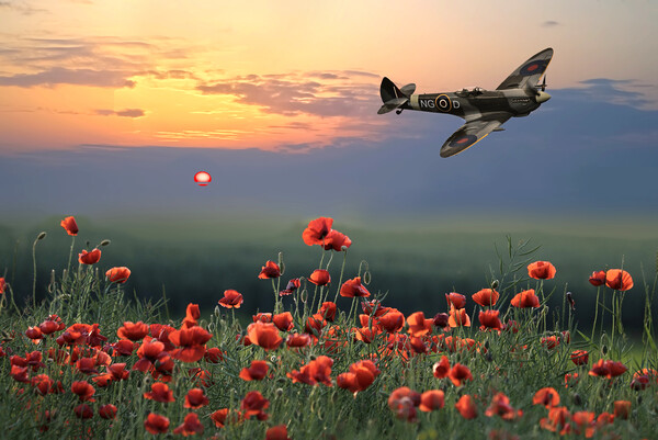 Spitfire Poppy Flight Picture Board by Alison Chambers