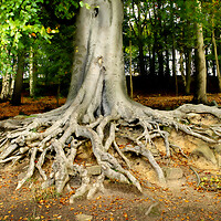 Buy canvas prints of Newmillerdam Tree Roots by Alison Chambers