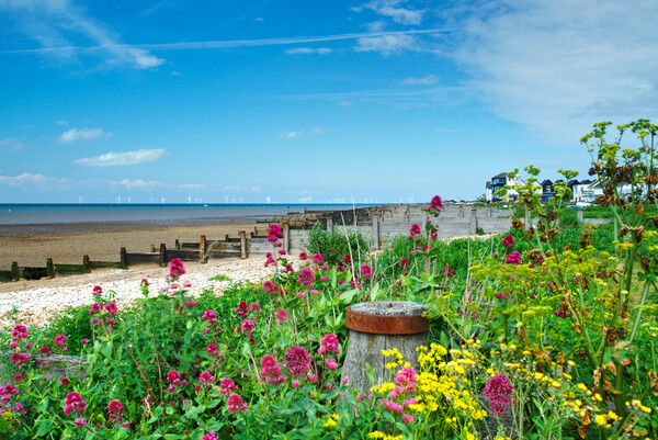 Whitstable Coastal Flowers Picture Board by Alison Chambers