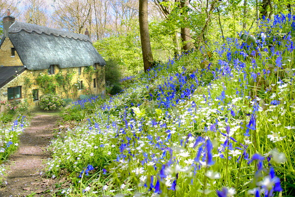 Cottage Bluebell Wood Picture Board by Alison Chambers