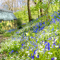 Buy canvas prints of Cottage Bluebell Wood by Alison Chambers