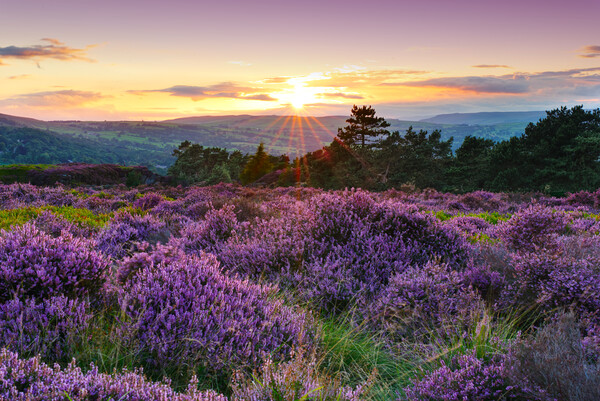 Ilkley Moor Sunset Picture Board by Alison Chambers