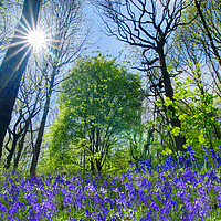 Buy canvas prints of Bluebells by Alison Chambers
