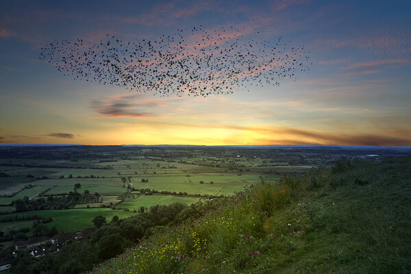 Somerset Levels Starling Murmuration Picture Board by Alison Chambers