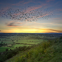 Buy canvas prints of Somerset Levels Starling Murmuration by Alison Chambers