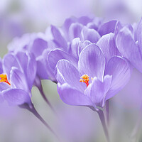 Buy canvas prints of Crocuses by Alison Chambers