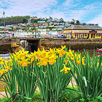 Buy canvas prints of Dartmouth Daffodils  by Alison Chambers