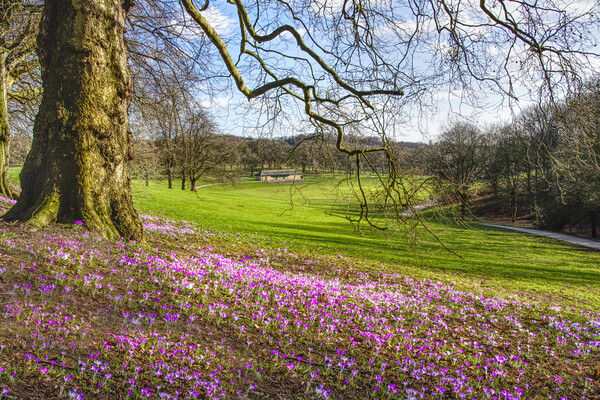 Leeds Roundhay Park Crocuses Picture Board by Alison Chambers