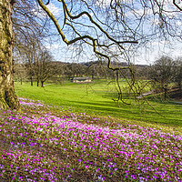 Buy canvas prints of Leeds Roundhay Park Crocuses by Alison Chambers