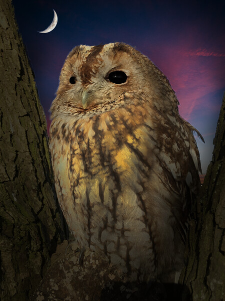 Tawny Owl Picture Board by Alison Chambers