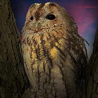 Buy canvas prints of Tawny Owl by Alison Chambers