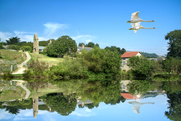 Abbotsbury Swans Picture Board by Alison Chambers