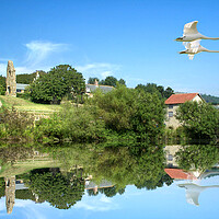 Buy canvas prints of Abbotsbury Swans by Alison Chambers