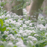 Buy canvas prints of Wild Garlic Flowers by Alison Chambers