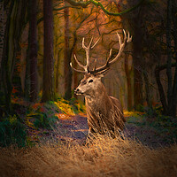 Buy canvas prints of Scottish Red Deer Stag by Alison Chambers