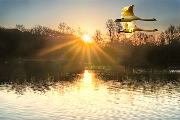 Flying Sunrise Swans Picture Board by Alison Chambers