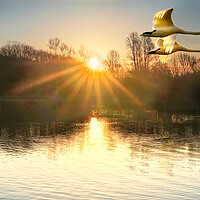 Buy canvas prints of Flying Sunrise Swans by Alison Chambers