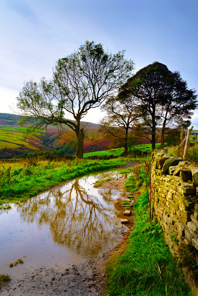 Holme Valley Tree Reflection  Picture Board by Alison Chambers