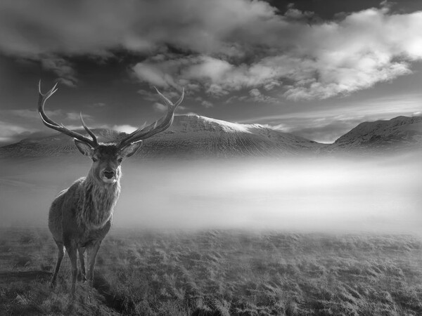 Inquisitive Highland Stag Picture Board by Alison Chambers