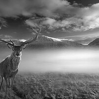 Buy canvas prints of Inquisitive Highland Stag by Alison Chambers