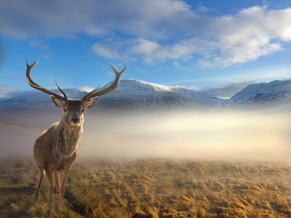 Scottish Highland Stag Picture Board by Alison Chambers