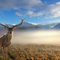 Buy canvas prints of Scottish Highland Stag by Alison Chambers