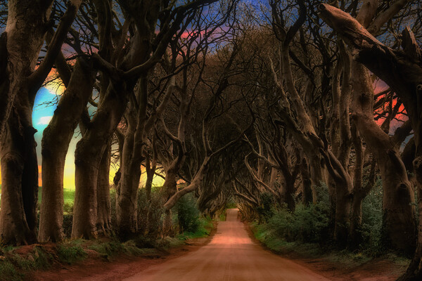 Dark Hedges  Picture Board by Alison Chambers
