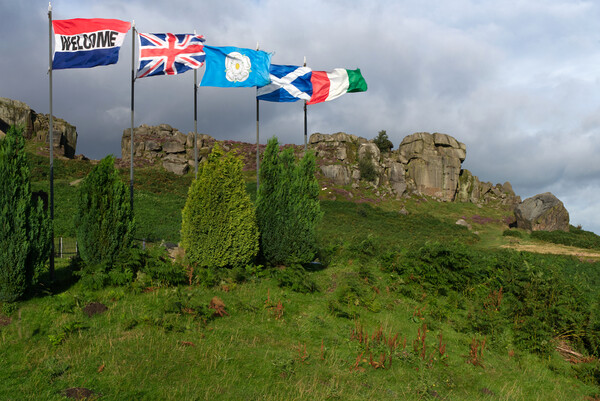 Ilkley Moor Cow Calf and Flags Picture Board by Alison Chambers