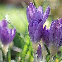 Buy canvas prints of Spring Crocuses by Alison Chambers