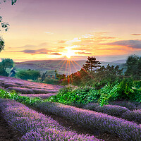 Buy canvas prints of Yorkshire Lavender Fields by Alison Chambers