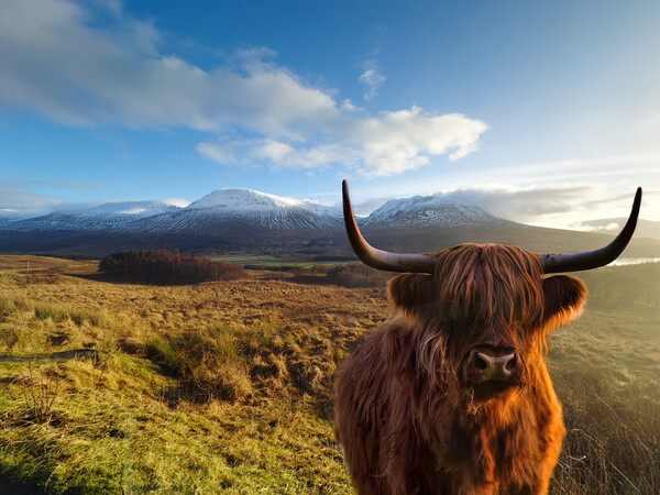 Highland Cow at Loch Tulla  Picture Board by Alison Chambers