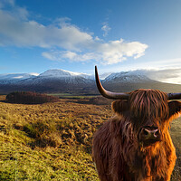 Buy canvas prints of Highland Cow at Loch Tulla  by Alison Chambers