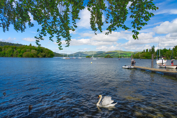 Lake Windermere Swan Picture Board by Alison Chambers
