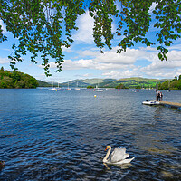 Buy canvas prints of Lake Windermere Swan by Alison Chambers
