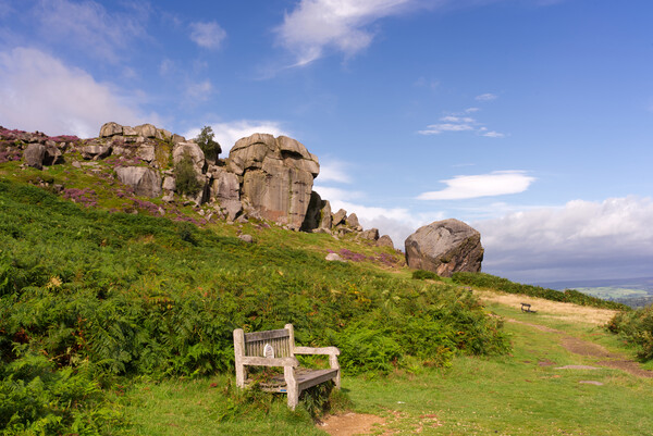 Cow and Calf Ilkley Moor Picture Board by Alison Chambers