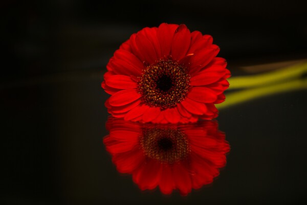Gerbera Flower Reflection Picture Board by Alison Chambers