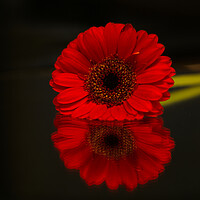Buy canvas prints of Gerbera Flower Reflection by Alison Chambers