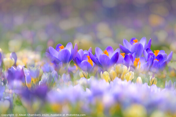 A Carpet of Crocuses Picture Board by Alison Chambers