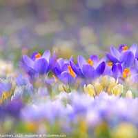 Buy canvas prints of A Carpet of Crocuses by Alison Chambers