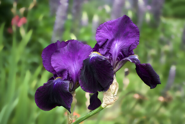 Purple Bearded Irises Picture Board by Alison Chambers