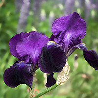Buy canvas prints of Purple Bearded Irises by Alison Chambers